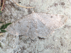 Gnophini