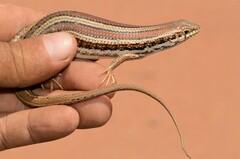 Trachylepis occidentalis