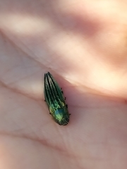 Agrilus sulcatulus