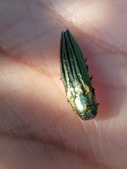 Agrilus sulcatulus