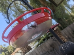 Leptoglossus zonatus