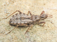Coranus subapterus
