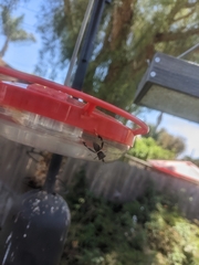 Leptoglossus zonatus