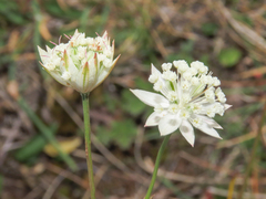 Astrantia pauciflora tenorei
