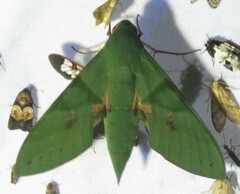 Eumorpha labruscae image