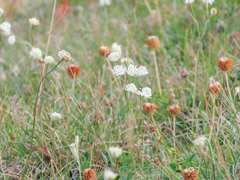 Astrantia pauciflora tenorei