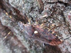 Dalpada cinctipes
