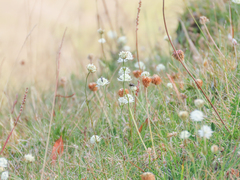 Astrantia pauciflora tenorei