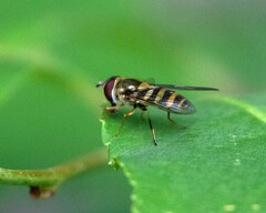 Syrphus rectus