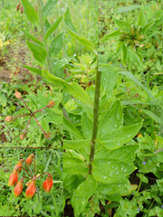 Alstroemeria longistaminea