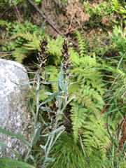 Omalotheca norvegica