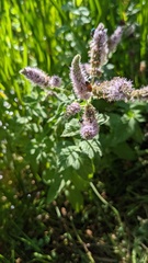 Mentha × rotundifolia