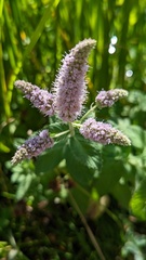 Mentha × rotundifolia