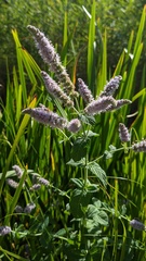 Mentha × rotundifolia