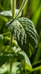 Mentha × rotundifolia