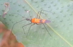 Zelus errans