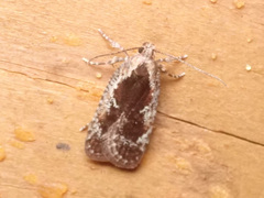 Agonopterix hypericella