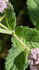 Mentha × rotundifolia
