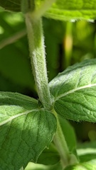 Mentha × rotundifolia