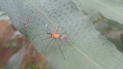 Zelus errans