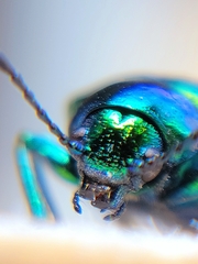 Chrysochus auratus