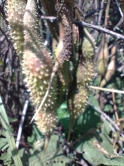 Erythrina leptorhiza