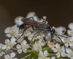 Anoplius apiculatus