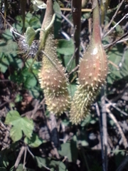 Erythrina leptorhiza