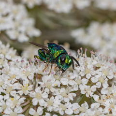 Euperilampus triangularis