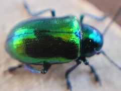 Chrysochus auratus