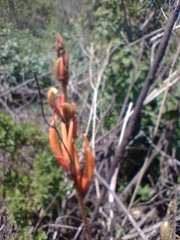 Erythrina leptorhiza