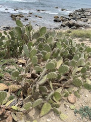 Opuntia caracassana