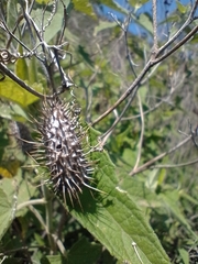 Erythrina leptorhiza
