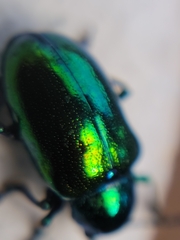Chrysochus auratus
