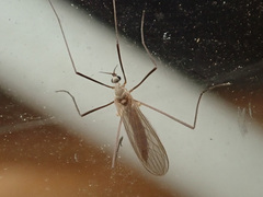 Cheilotrichia