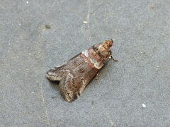 Acrobasis legatea