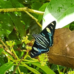 Jemadia