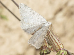 Gnophini