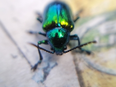Chrysochus auratus