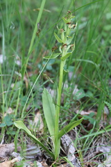 Dactylorhiza sambucina