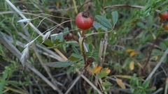 Rosa foliolosa