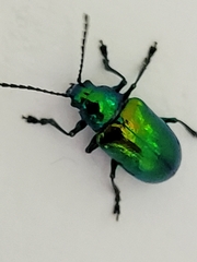 Chrysochus auratus