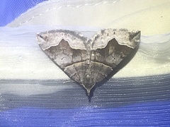 Scotopteryx moeniata
