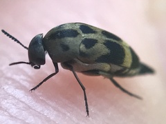Mediimorda bipunctata