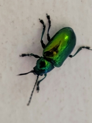 Chrysochus auratus