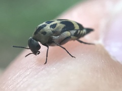 Mediimorda bipunctata