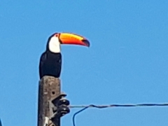 Ramphastos toco