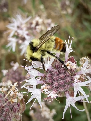iNaturalist observation photo of Great Basin Bumble Bee