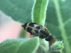 Mediimorda bipunctata