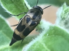 Mediimorda bipunctata